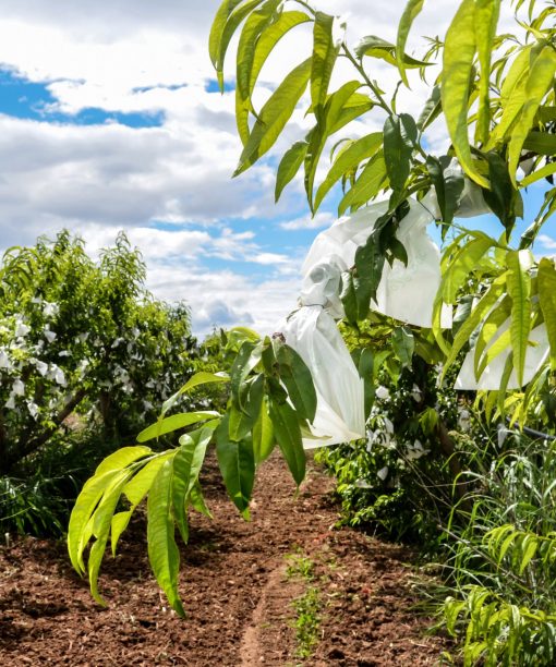 Un ramo carico di foglie verdi e sacchetti con pesche è in primo piano a un pescheto rigoglioso