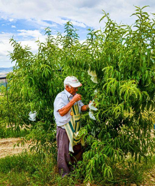 Insacchettamento delle pesche di Leonforte in azienda Samperi.