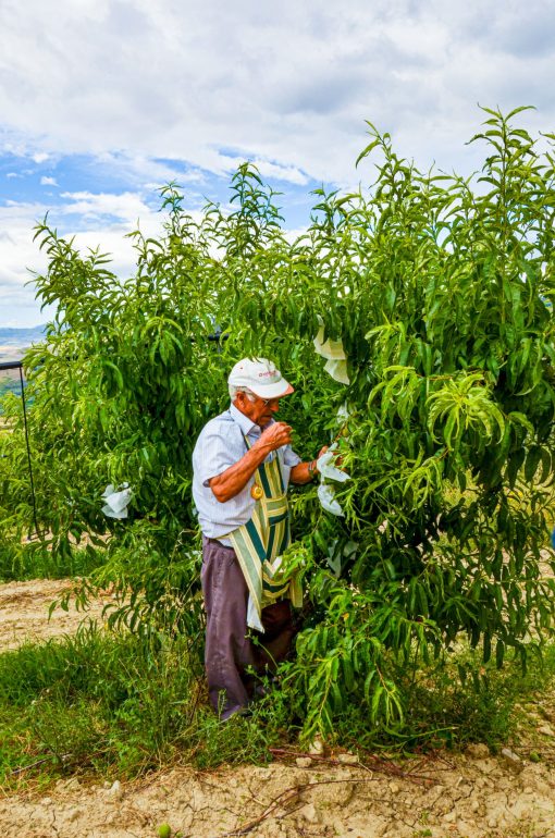 Insacchettamento delle pesche di Leonforte in azienda Samperi.