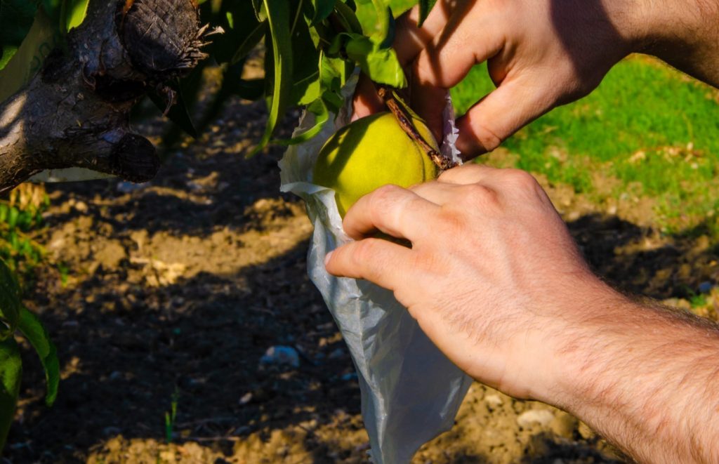 Insacchettamento delle pesche di Leonforte in azienda Samperi.