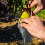 Insacchettamento delle pesche di Leonforte in azienda Samperi.