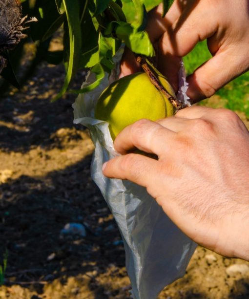 Insacchettamento delle pesche di Leonforte in azienda Samperi.