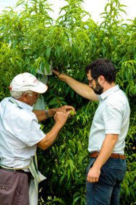 Insacchettamento delle pesche di Leonforte in azienda Samperi.